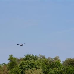 Heron in Flight